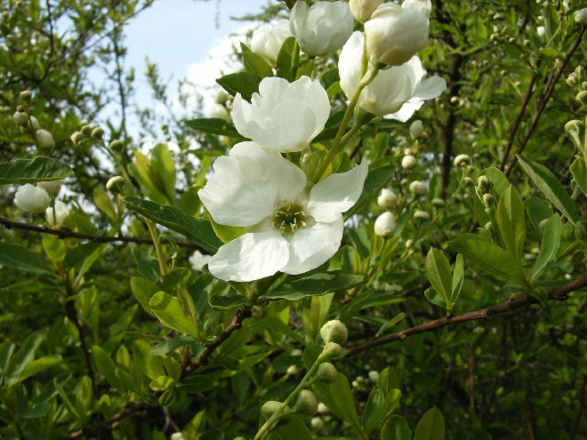 Exochorda 'The Bride' (syn. Exochorda macrantha 'The Bride') Witte Bruidsbloem, Parelstruik