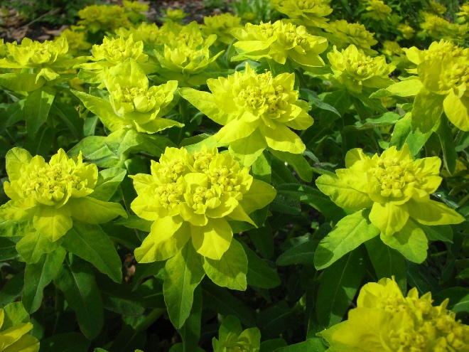Euphorbia epithymoides (syn. Euphorbia polychroma) Kleurige Wolfmelk