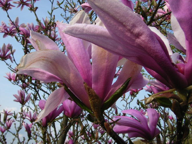 Magnolia 'Susan' Beverboom, Valse tulpenboom