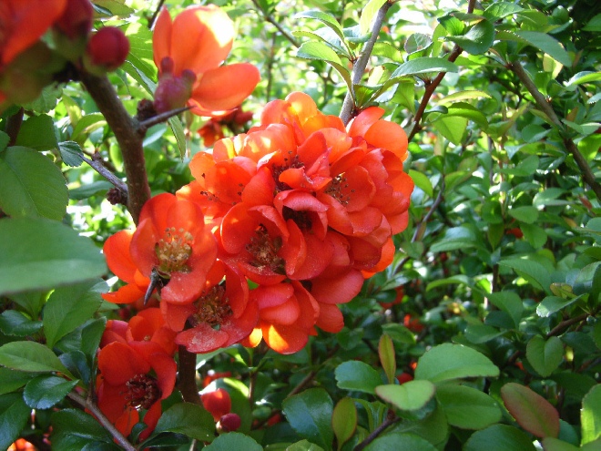 Chaenomeles japonica 'Sargentii' Kweeappel, dwergkwee