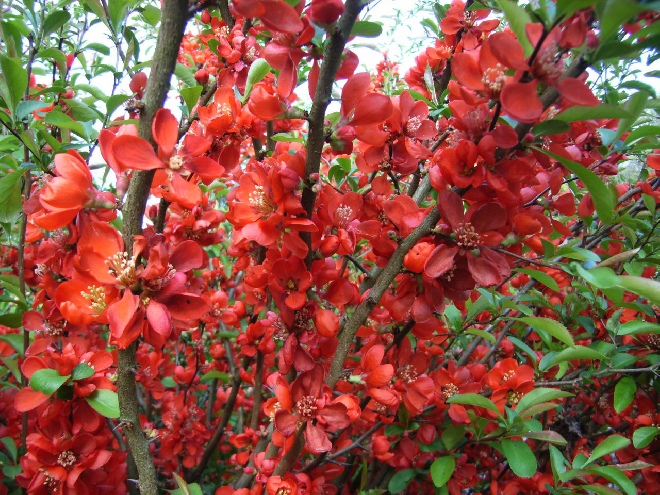 Chaenomeles superba 'Clementine' Dwergkwee, kweeappel