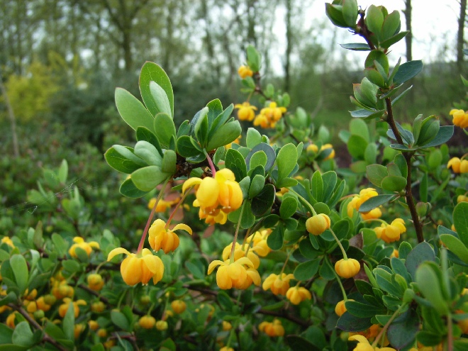 Berberis buxifolia 'Nana' Zuurbes