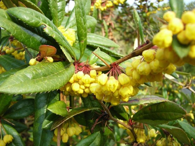 Berberis julianae Zuurbes