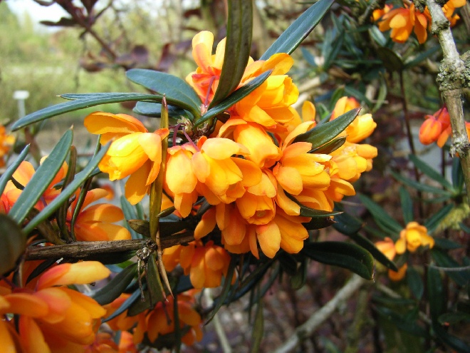 Berberis linearifolia 'Orange King' Oranje Zuurbes