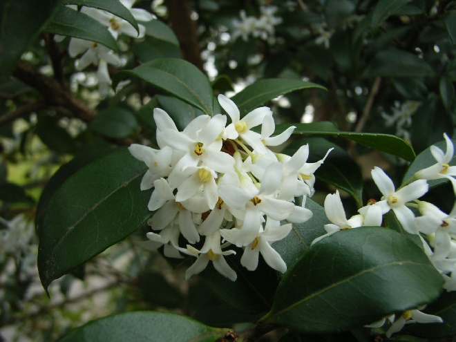 Osmanthus burkwoodii Schijnhulst