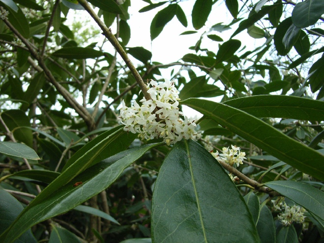 Osmanthus decorus steenlinde