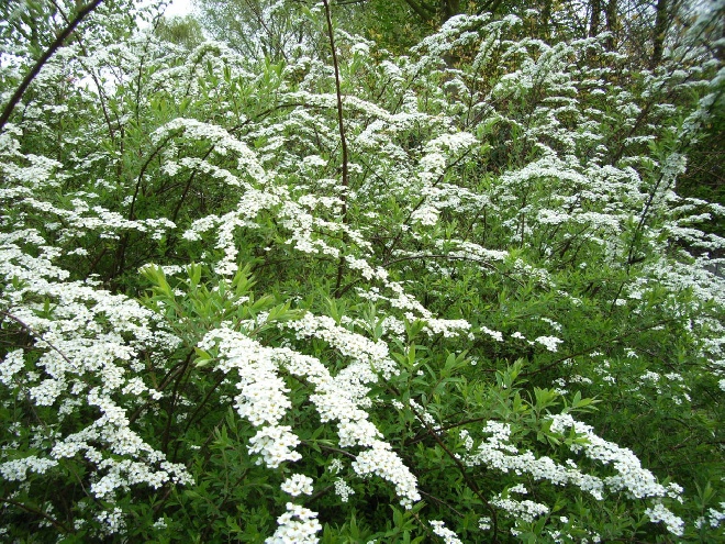 Spiraea cinerea 'Grefsheim' Witte Spierstruik, Spirea