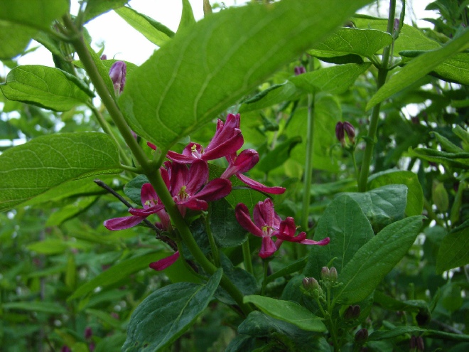 Lonicera tatarica 'Arnold Red' Struikkamperfoelie
