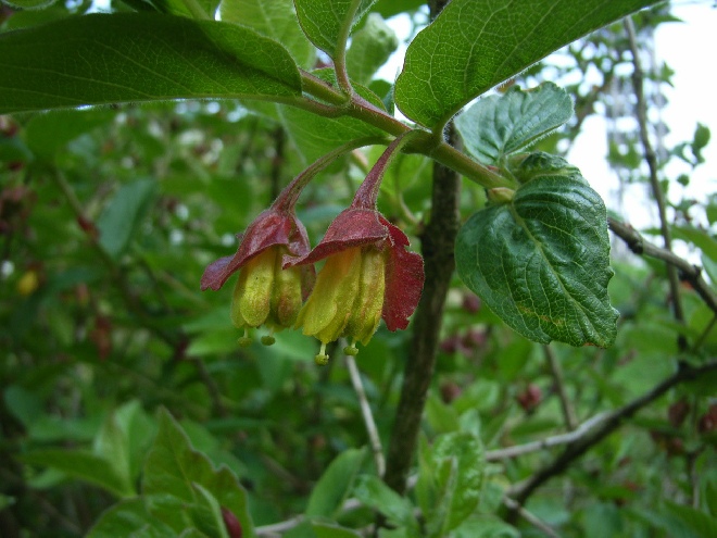 Lonicera involucrata var. ledebourii (syn. Lonicera ledebourii) struikkamperfoelie