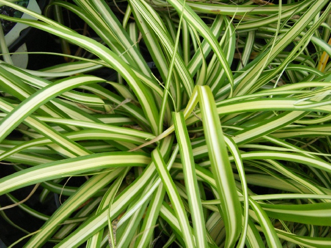 Carex 'ET CRX01' (Feather Falls)  Zegge