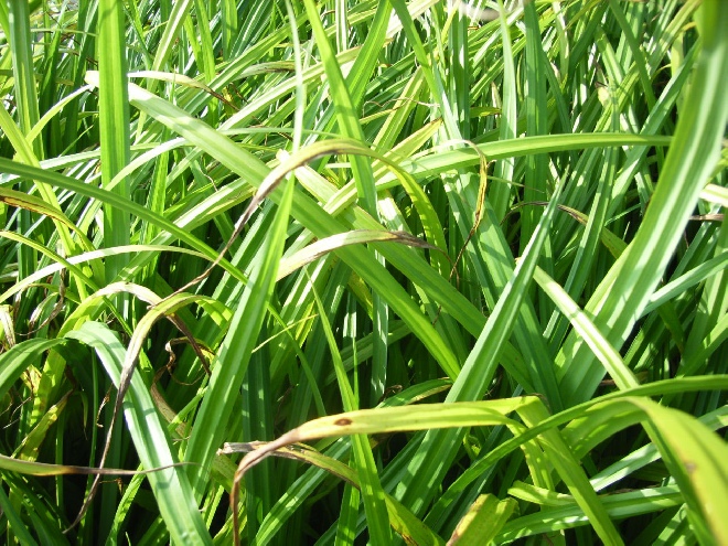 Carex pendula Hangende zegge