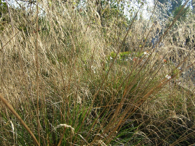 Deschampsia cespitosa 'Goldschleier' Ruwe smele