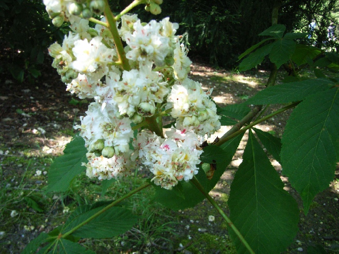 Aesculus hippocastanum 'Baumannii' (syn. Aesculus hippocastanum plena) Dubbele Witte Paardenkastanje