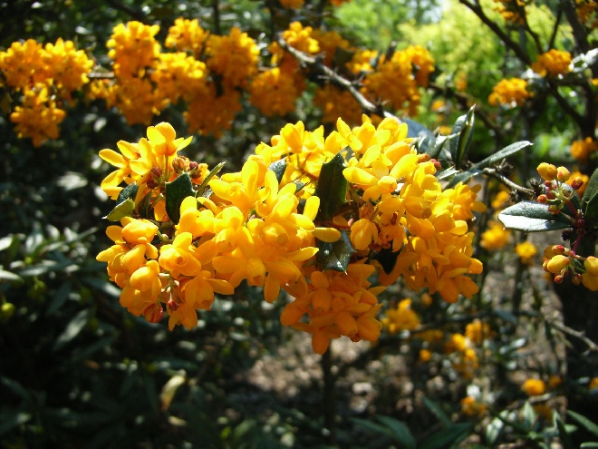 Berberis lologensis 'Mystery Fire' Zuurbes