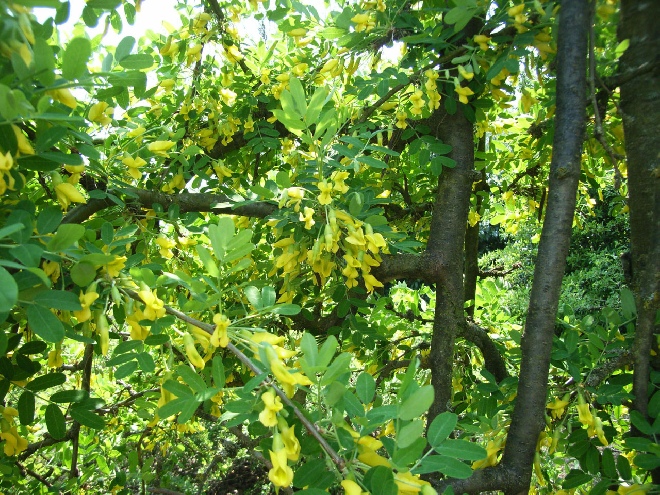 Caragana arborescens 'Pendula' Erwtenboom