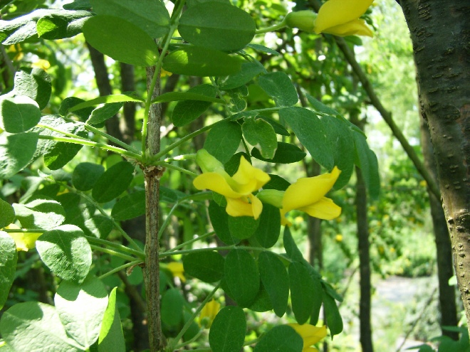 Caragana arborescens Erwtenstruik