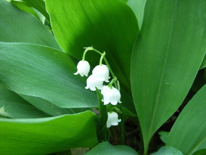 Convallaria majalis Lelietje-der-dalen