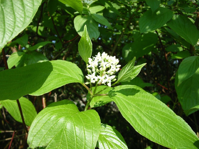 Cornus alba Witte kornoelje