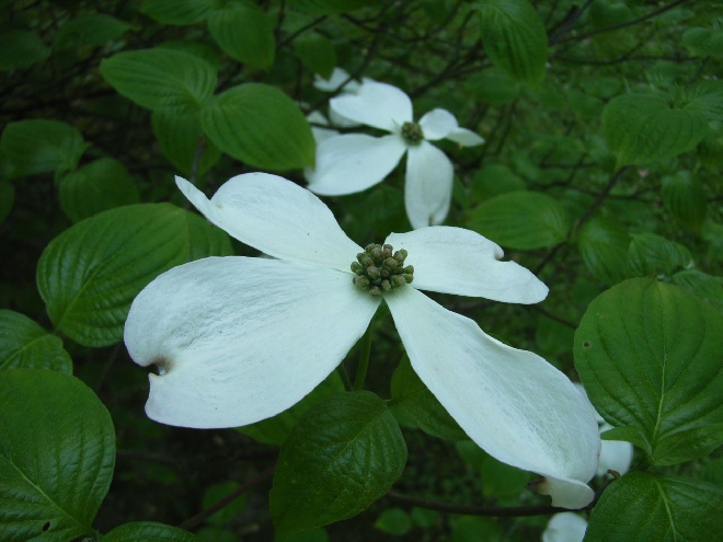 Cornus florida Amerikaanse Kornoelje