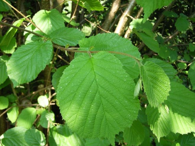 Corylus avellana Gewone Hazelaar, Hazelaar, Hazelnoot