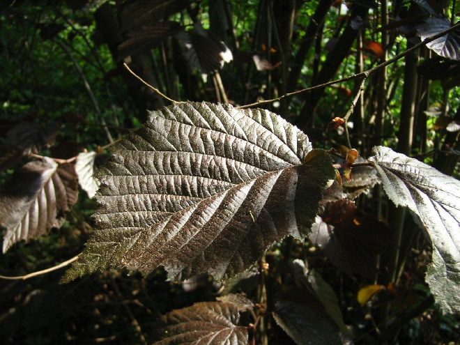 Corylus maxima 'Purpurea' Bruine hazelaar