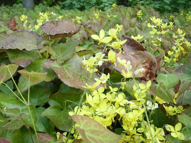 Epimedium perralchicum 'Frohnleiten' Elfenbloem