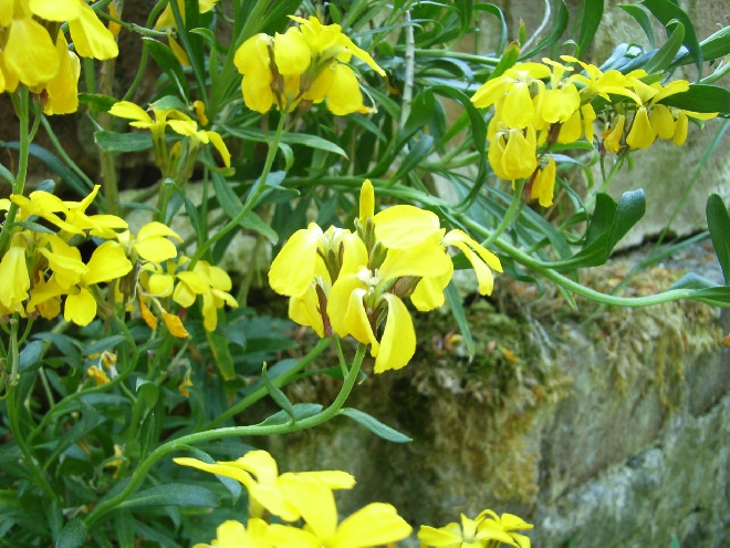 Erysimum cheiri (syn. Cheiranthus cheiri) Muurbloem