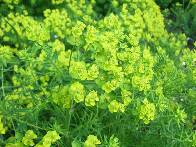 Euphorbia cyparissias Wolfsmelk