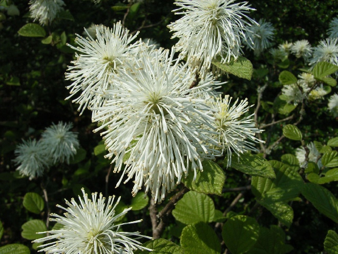 Fothergilla major (syn. Fothergilla monticola) Fothergilla