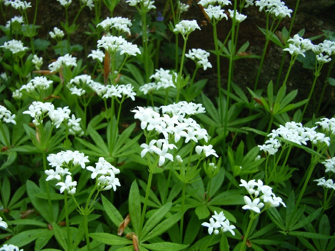 Galium odoratum (syn. Asperula odorata) Lieve-Vrouwe-Bedstro
