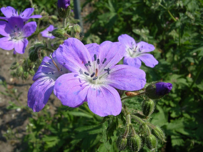 Geranium sylvaticum 'Mayflower' Bosooievaarsbek
