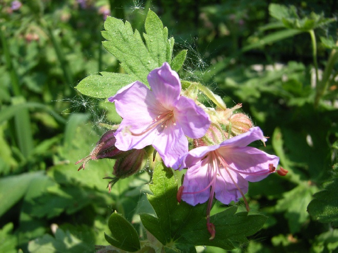 Geranium macrorrhizum 'Ingwersen's Variety' Ooievaarsbek
