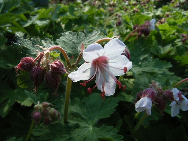 Geranium macrorrhizum 'Spessart' Ooievaarsbek