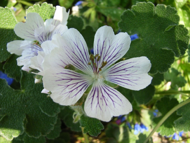 Geranium renardii Ooievaarsbek