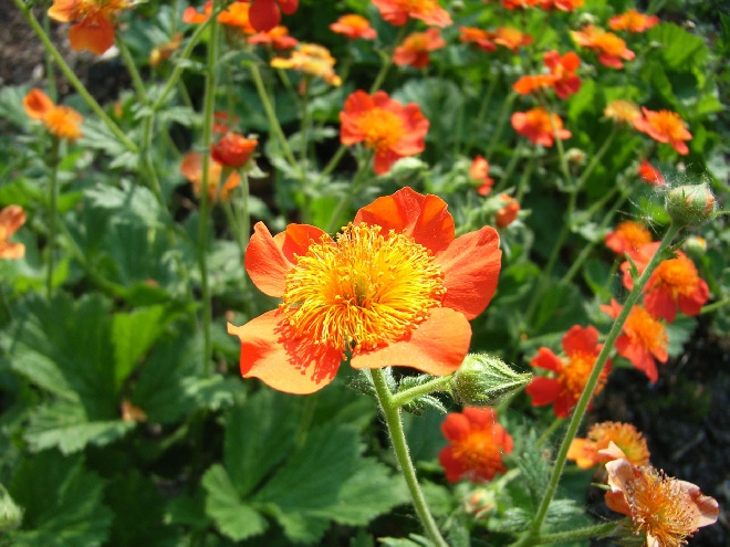Geum coccineum 'Borisii' Nagelkruid