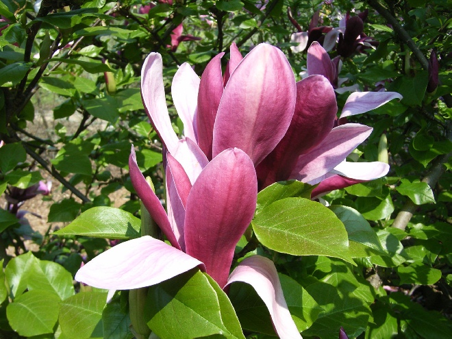 Magnolia liliiflora 'Nigra' Beverboom, Valse tulpenboom