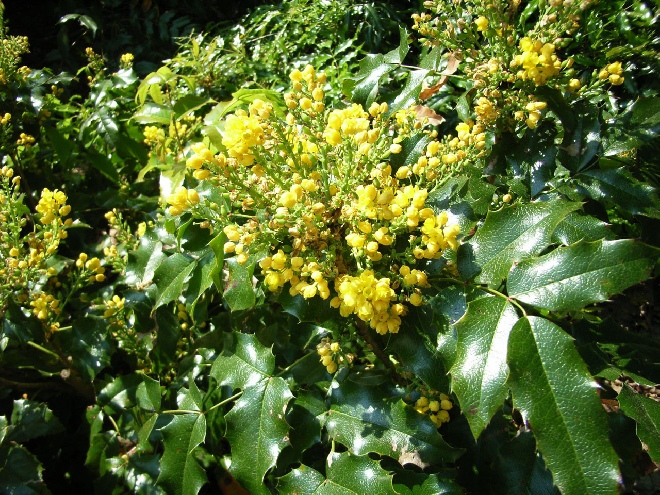 Mahonia aquifolium Mahoniestruik