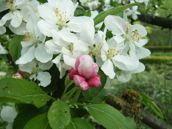 Malus 'Golden Hornet' Sierappel