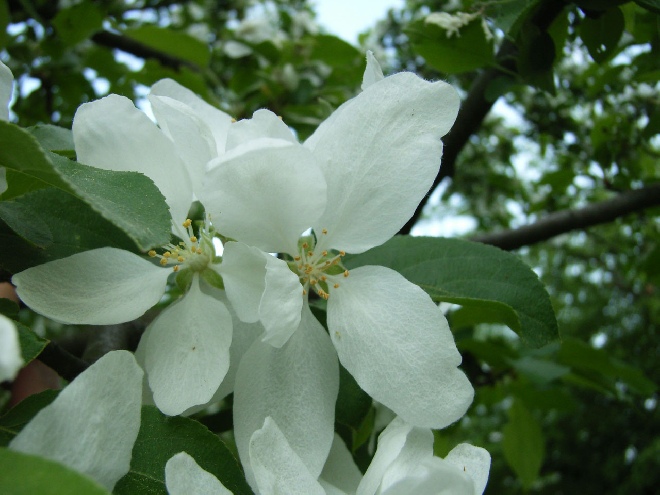 Malus 'John Downie' Sierappel