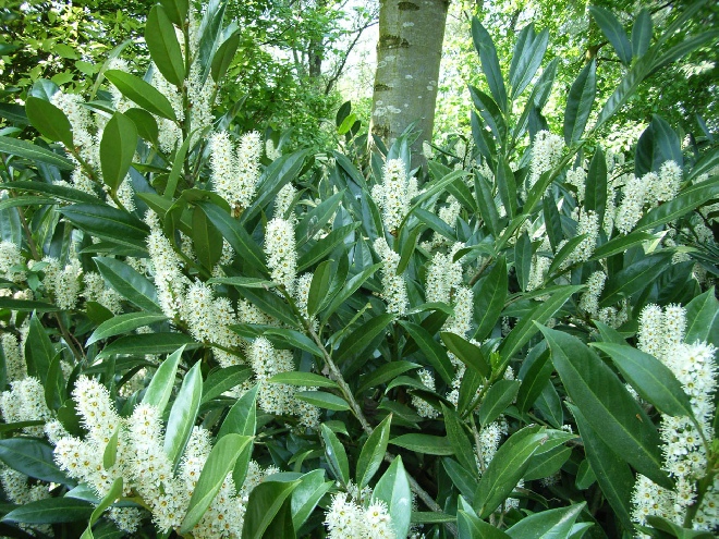 Prunus laurocerasus 'Otto Luyken' Laurierkers Bladhoudend