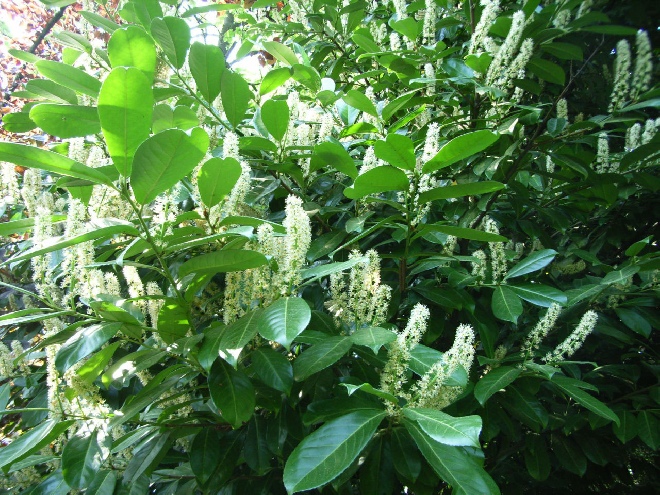 Prunus laurocerasus 'Rotundifolia' Laurierkers, Haaglaurier