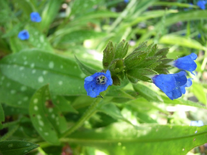 Pulmonaria longifolia Longkruid