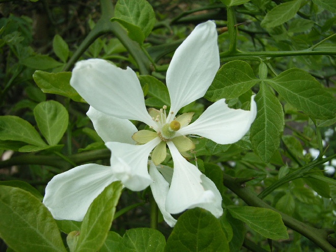 Citrus trifoliata (syn. Poncirus trifoliata) Driebladige Siercitroen
