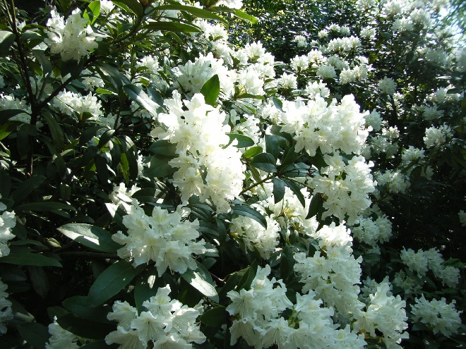 Rhododendron 'Cunningham's White' Caucasicum groep