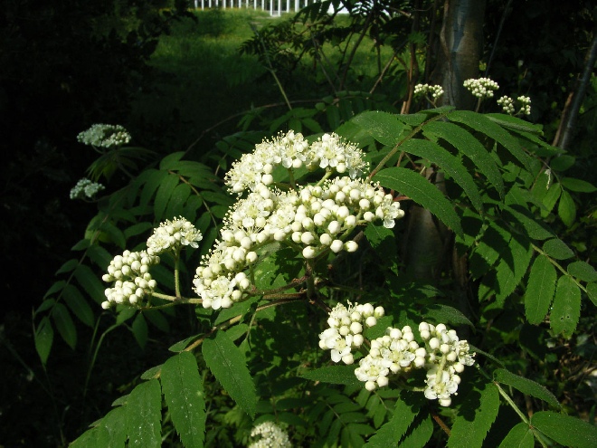 Sorbus aucuparia wilde lijsterbes