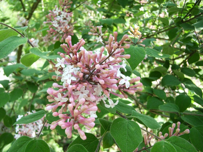 Syringa microphylla 'Superba' Sering