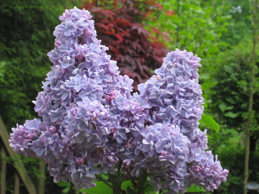 Syringa vulgaris 'Andenken an Ludwig Späth' (Ludwig Spaeth) Sering