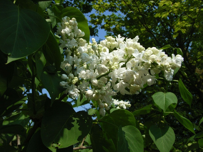 Syringa vulgaris 'Mme Lemoine' sering