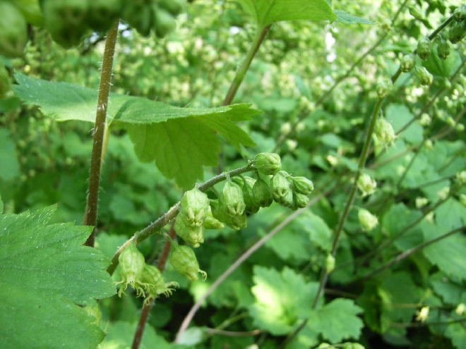Tellima grandiflora Franjekelk