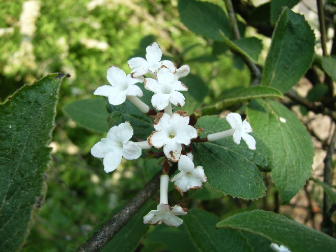 Viburnum carlesii 'Aurora' sneeuwbal